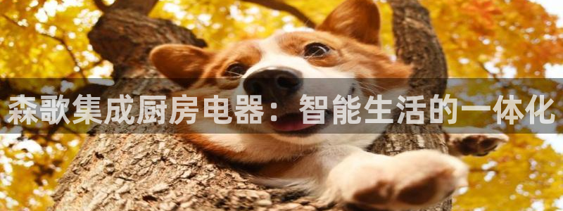 摩登7黑钱